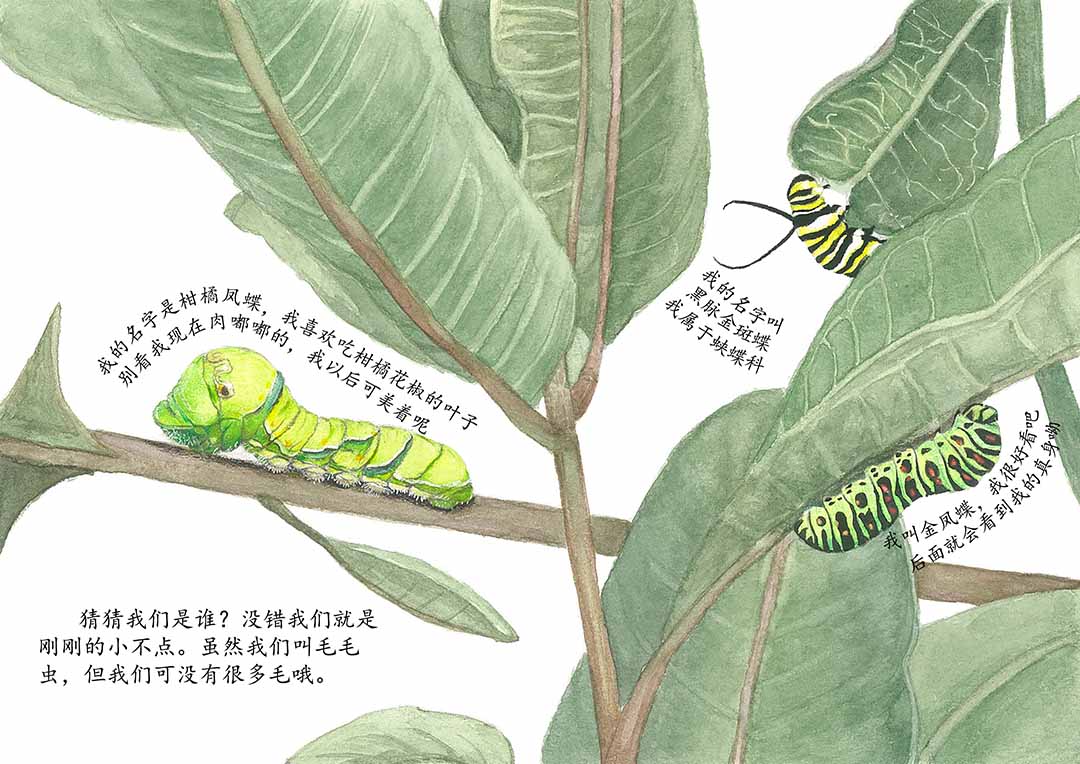 青岛农业大学 | 插图 | 《奇妙的昆虫世界》 创作者：袁甜甜  指导老师：周娜